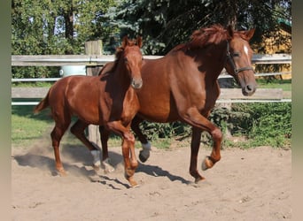 Hannoveraner, Hengst, Fohlen (03/2024), Fuchs