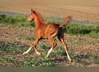 Hannoveraner, Hengst, Fohlen (04/2024), Fuchs