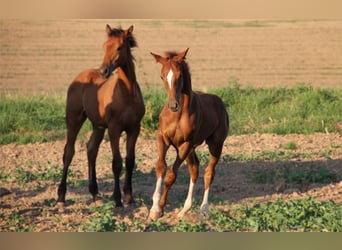 Hannoveraner, Hengst, Fohlen (04/2024), Fuchs