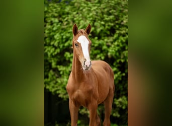 Hannoveraner, Hengst, Fohlen (04/2026), Fuchs