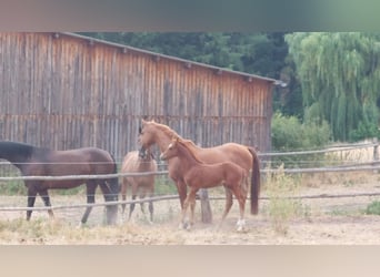 Hannoveraner, Hengst, Fohlen (06/2026), Fuchs