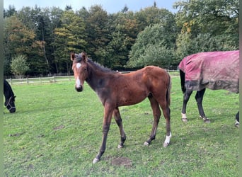 Hannoveraner, Hengst, Fohlen (04/2024), Fuchs