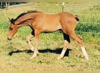 Hannoveraner, Hengst, Fohlen (05/2026), Hellbrauner