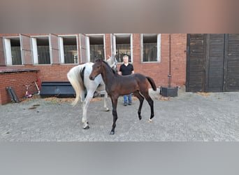 Hannoveraner, Hengst, Fohlen (05/2025), Kann Schimmel werden