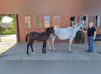 Hannoveraner, Hengst, Fohlen (05/2025), Kann Schimmel werden
