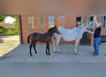 Hannoveraner, Hengst, Fohlen (05/2025), Kann Schimmel werden