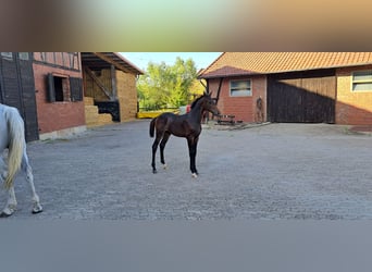 Hannoveraner, Hengst, Fohlen (05/2025), Kann Schimmel werden