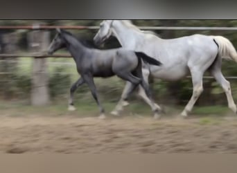 Hannoveraner, Hengst, Fohlen (04/2025), Kann Schimmel werden