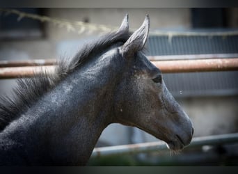 Hannoveraner, Hengst, Fohlen (04/2025), Kann Schimmel werden