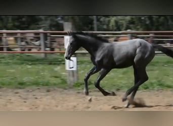 Hannoveraner, Hengst, Fohlen (04/2025), Kann Schimmel werden