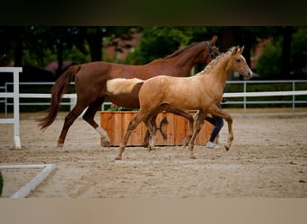 Hannoveraner, Hengst, Fohlen (05/2026), Palomino
