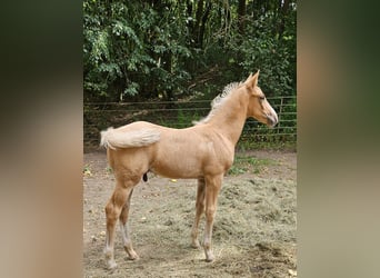 Hannoveraner, Hengst, Fohlen (06/2025), Palomino