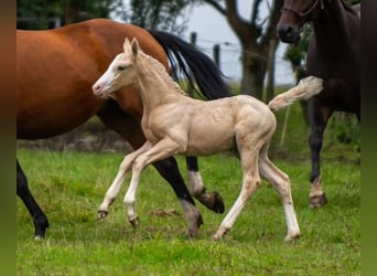 Hannoveraner Mix, Hengst, Fohlen (06/2024), Palomino