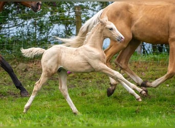 Hannoveraner Mix, Hengst, Fohlen (06/2024), Palomino