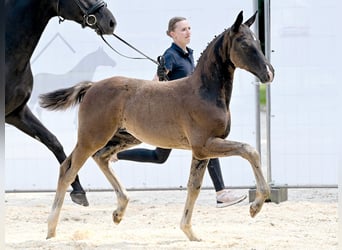 Hannoveraner, Hengst, Fohlen (05/2025), Rappe