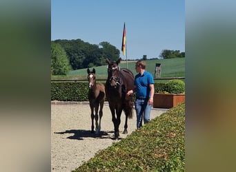 Hannoveraner, Hengst, Fohlen (01/2026), Rappe