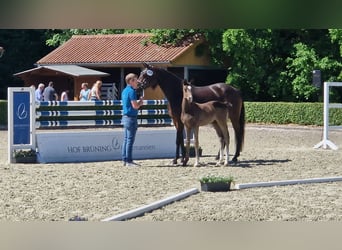Hannoveraner, Hengst, Fohlen (01/2026), Rappe
