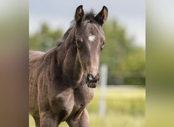 Hannoveraner, Hengst, Fohlen (04/2026), Rappe