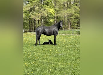 Hannoveraner, Hengst, Fohlen (05/2026), Rappe