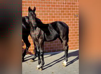 Hannoveraner, Hengst, Fohlen (05/2025), Rappe