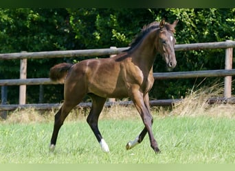 Hannoveraner, Hengst, Fohlen (04/2024), Rappe