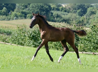 Hannoveraner, Hengst, Fohlen (04/2024), Rappe