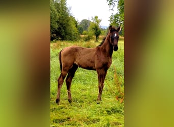 Hannoveraner, Hengst, Fohlen (04/2026), Rappe