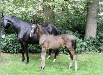 Hannoveraner, Hengst, Fohlen (05/2025), Rappe