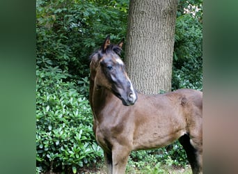 Hannoveraner, Hengst, Fohlen (05/2025), Rappe