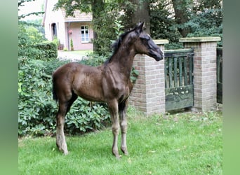Hannoveraner, Hengst, Fohlen (05/2025), Rappe