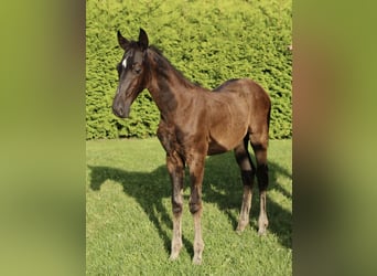 Hannoveraner, Hengst, Fohlen (05/2025), Rappe