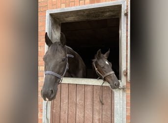 Hannoveraner, Hengst, Fohlen (05/2025), Rappe