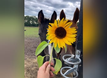 Hannoveraner, Hengst, Fohlen (06/2023), Rappe