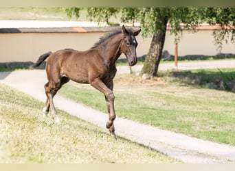Hannoveraner, Hengst, Fohlen (05/2023), Rappe