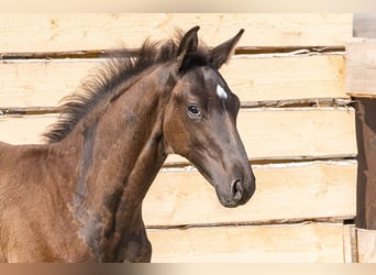 Hannoveraner, Hengst, Fohlen (05/2023), Rappe