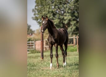 Hannoveraner, Hengst, Fohlen (06/2025), Rappe