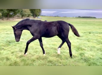 Hannoveraner, Hengst, Fohlen (05/2025), Rappe