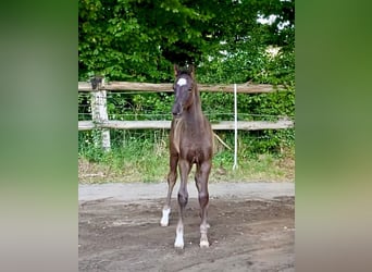Hannoveraner, Hengst, Fohlen (05/2025), Rappe
