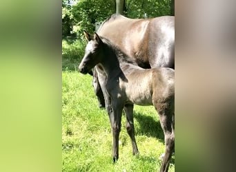 Hannoveraner, Hengst, Fohlen (05/2025), Rappe