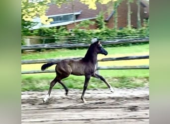 Hannoveraner, Hengst, Fohlen (05/2025), Rappe