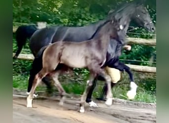 Hannoveraner, Hengst, Fohlen (05/2025), Rappe