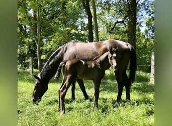 Hannoveraner, Hengst, Fohlen (05/2025), Rappe