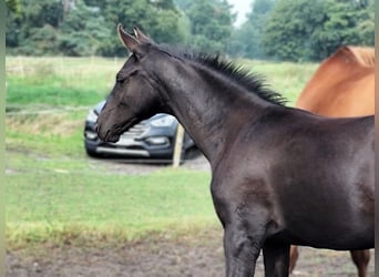 Hannoveraner, Hengst, Fohlen (05/2025), Rappe