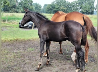 Hannoveraner, Hengst, Fohlen (05/2025), Rappe