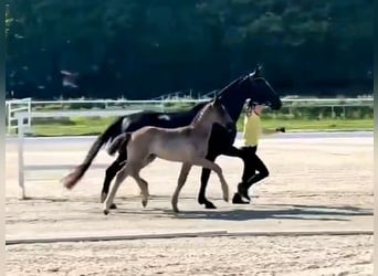 Hannoveraner, Hengst, Fohlen (03/2026), Rappe