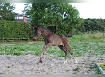 Hannoveraner, Hengst, Fohlen (06/2025), Rappe