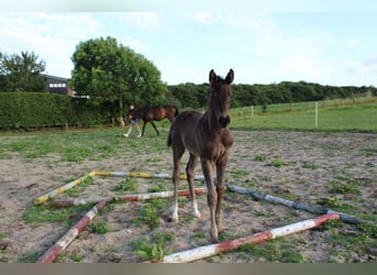 Hannoveraner, Hengst, Fohlen (06/2025), Rappe