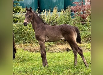 Hannoveraner, Hengst, Fohlen (06/2026), Rappe