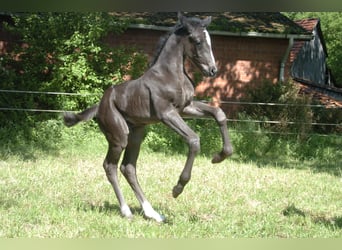 Hannoveraner, Hengst, Fohlen (05/2024), Rappe