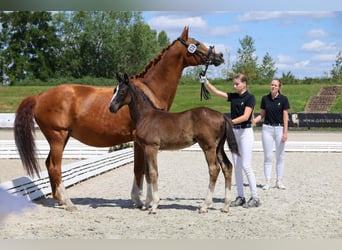 Hannoveraner, Hengst, Fohlen (04/2025), Rappe